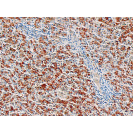 Histopathology Control Slides - Marketlab